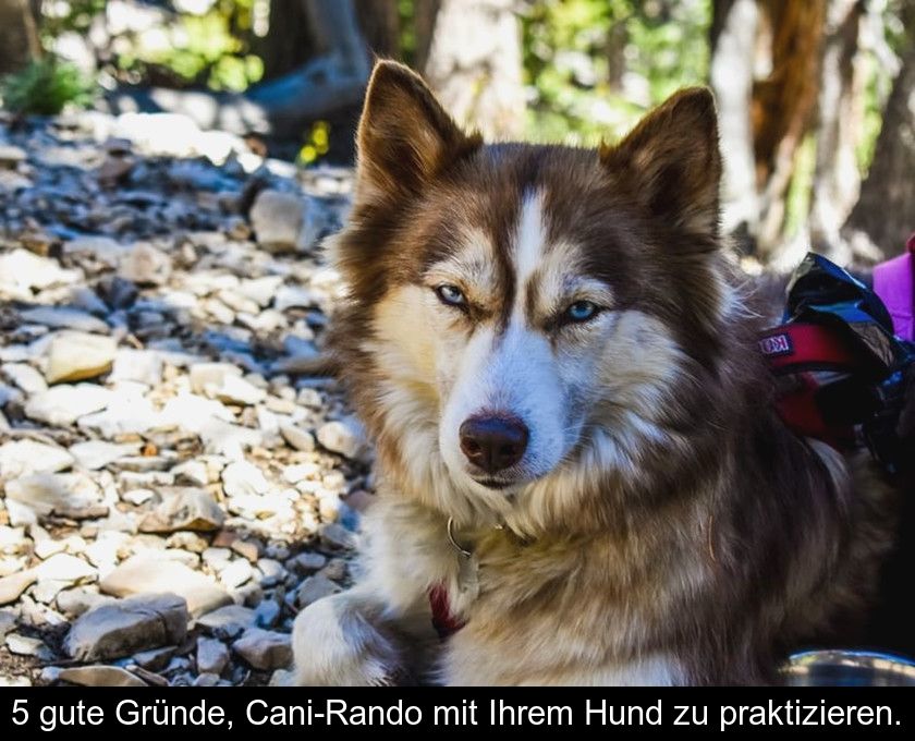 5 Gute Gründe, Cani-rando Mit Ihrem Hund Zu Praktizieren.