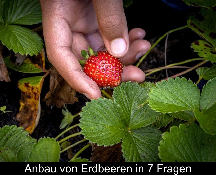 Anbau Von Erdbeeren In 7 Fragen