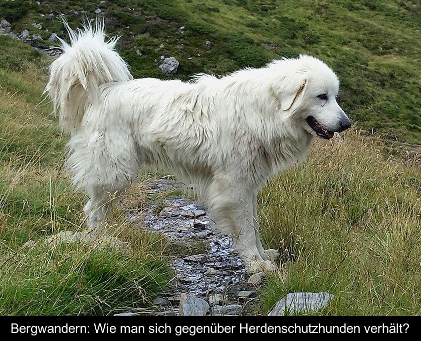 Bergwandern: Wie Man Sich Gegenüber Herdenschutzhunden Verhält?