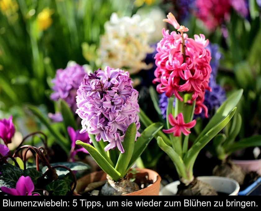 Blumenzwiebeln: 5 Tipps, Um Sie Wieder Zum Blühen Zu Bringen.