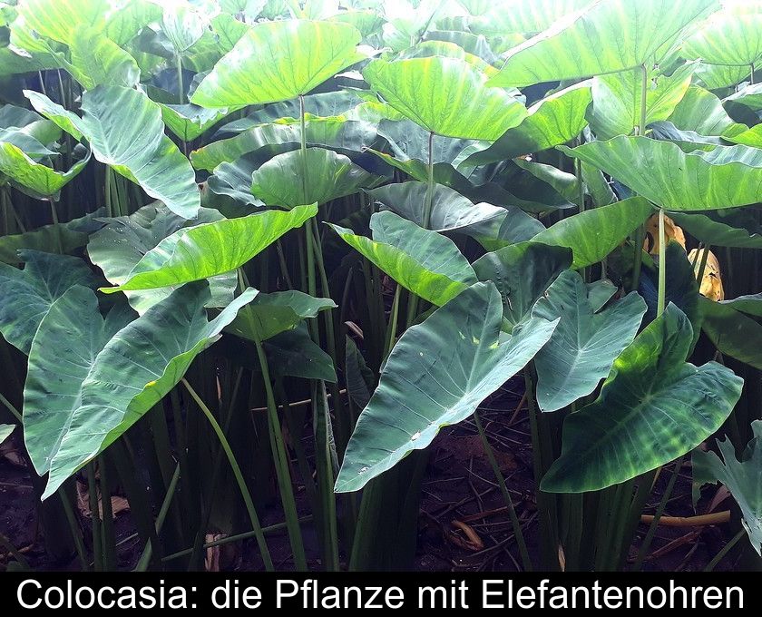 Colocasia: Die Pflanze Mit Elefantenohren