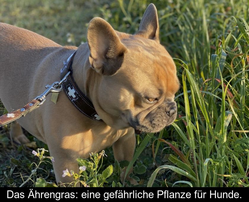 Das Ährengras: Eine Gefährliche Pflanze Für Hunde.