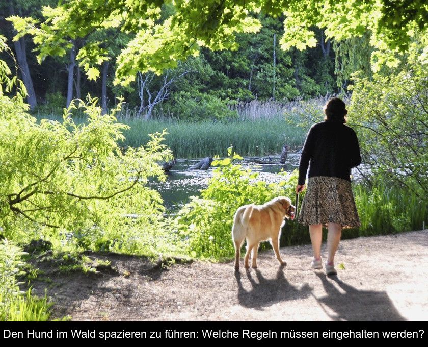 Den Hund Im Wald Spazieren Zu Führen: Welche Regeln Müssen Eingehalten Werden?