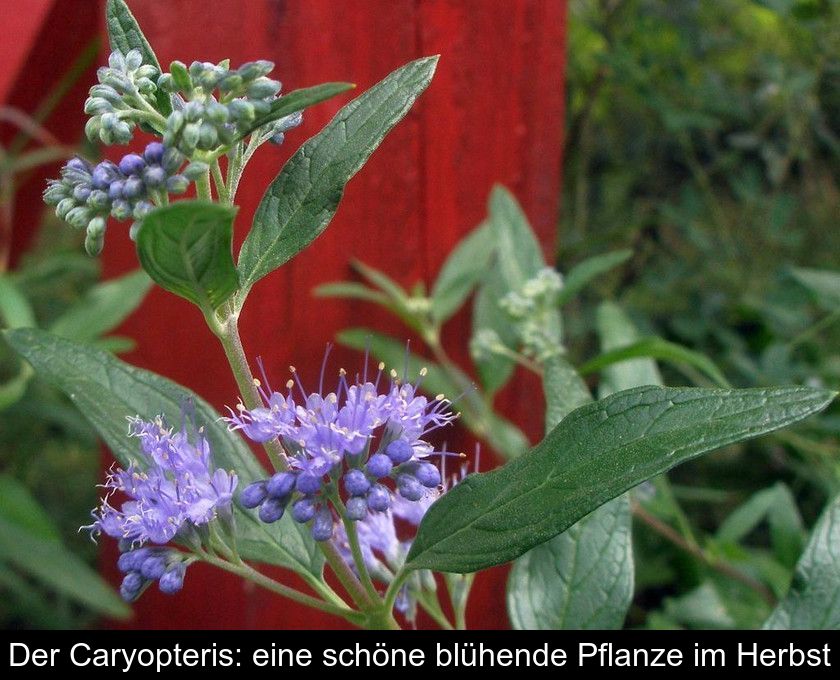 Der Caryopteris: Eine Schöne Blühende Pflanze Im Herbst