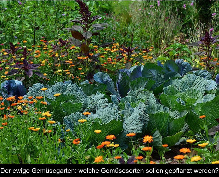 Der Ewige Gemüsegarten: Welche Gemüsesorten Sollen Gepflanzt Werden?
