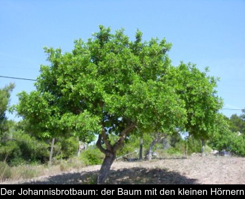 Der Johannisbrotbaum: Der Baum Mit Den Kleinen Hörnern