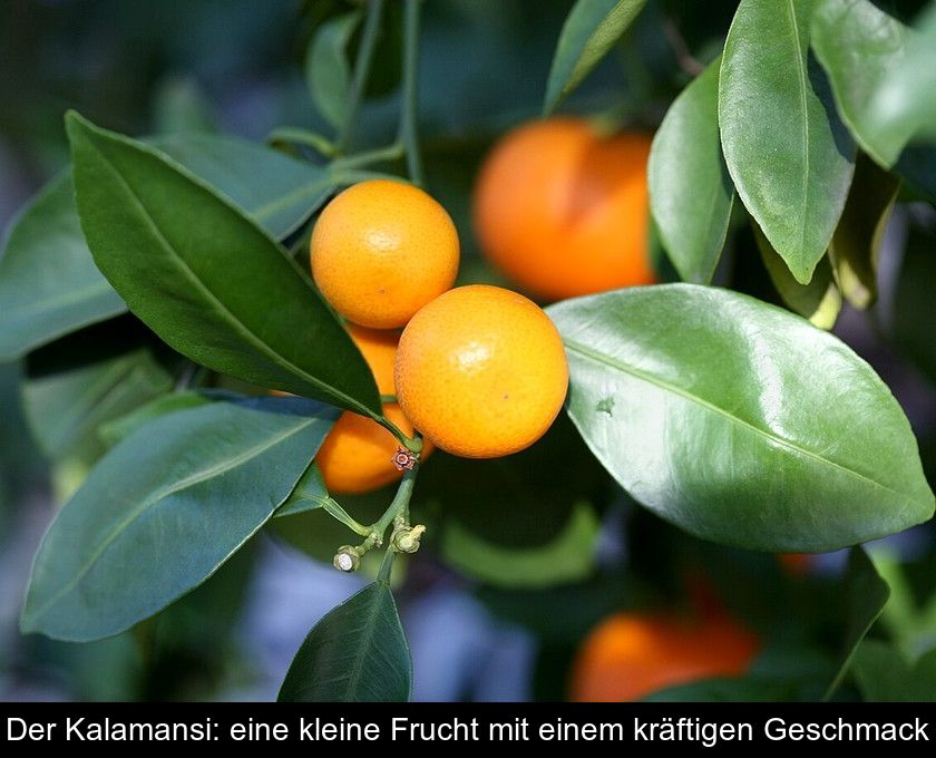 Der Kalamansi: Eine Kleine Frucht Mit Einem Kräftigen Geschmack