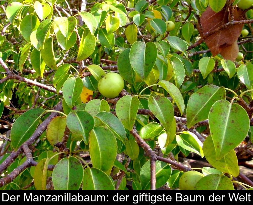 Der Manzanillabaum: Der Giftigste Baum Der Welt