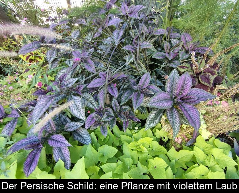 Der Persische Schild: Eine Pflanze Mit Violettem Laub