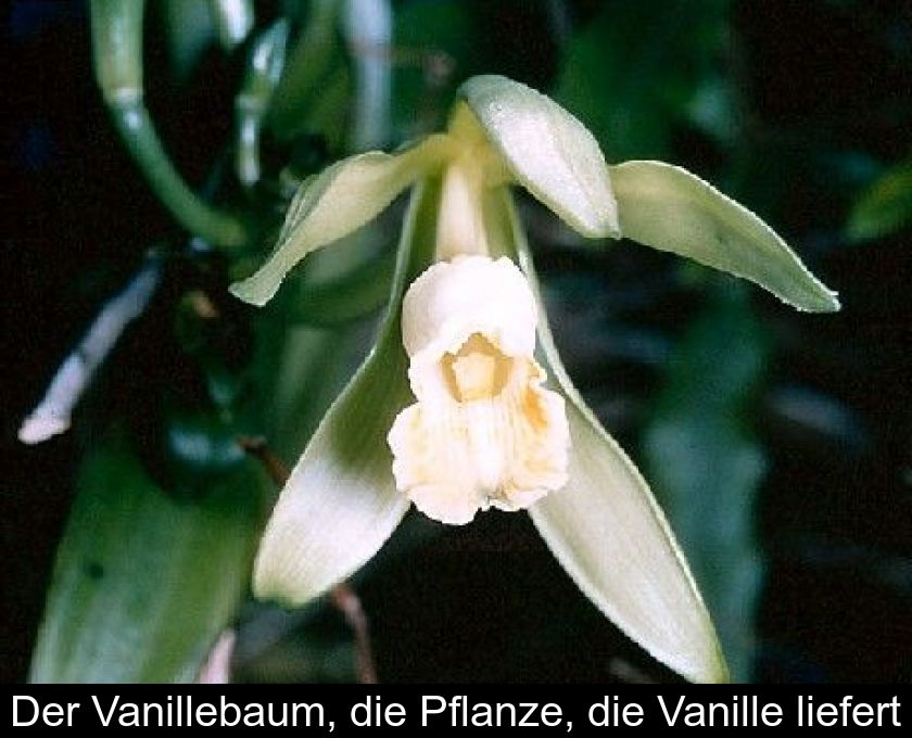 Der Vanillebaum, Die Pflanze, Die Vanille Liefert