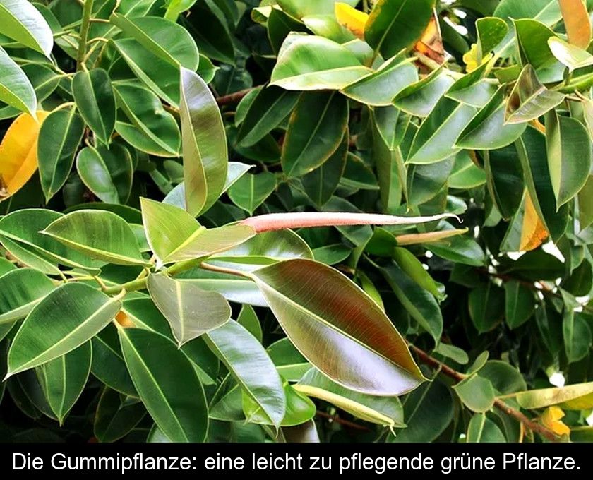 Die Gummipflanze: Eine Leicht Zu Pflegende Grüne Pflanze.