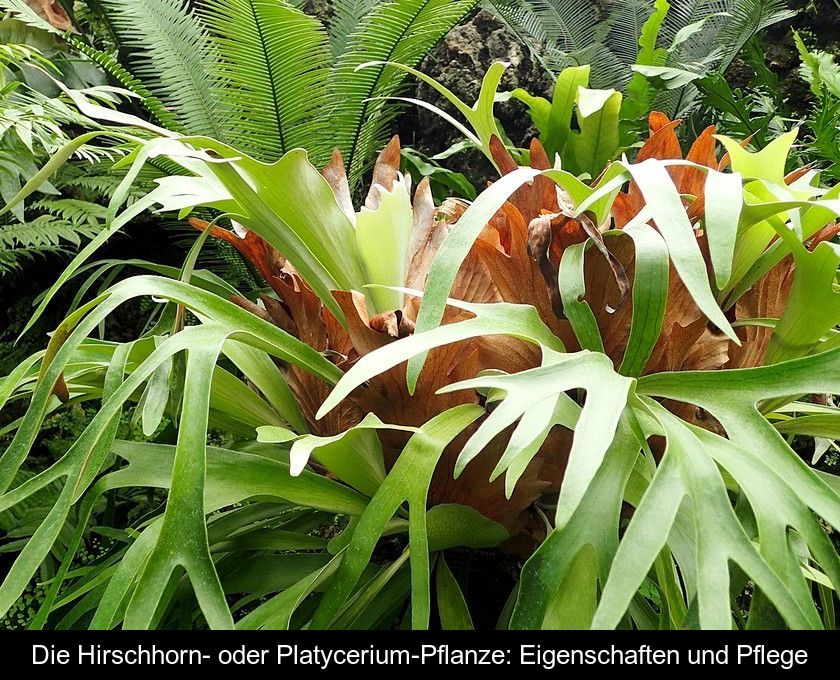 Die Hirschhorn- Oder Platycerium-pflanze: Eigenschaften Und Pflege