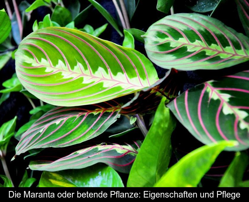 Die Maranta Oder Betende Pflanze: Eigenschaften Und Pflege