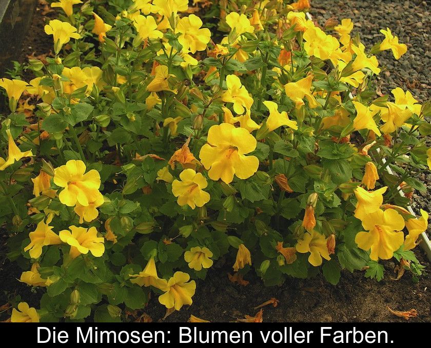 Die Mimosen: Blumen Voller Farben.