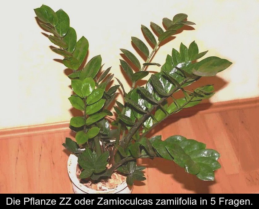 Die Pflanze Zz Oder Zamioculcas Zamiifolia In 5 Fragen.