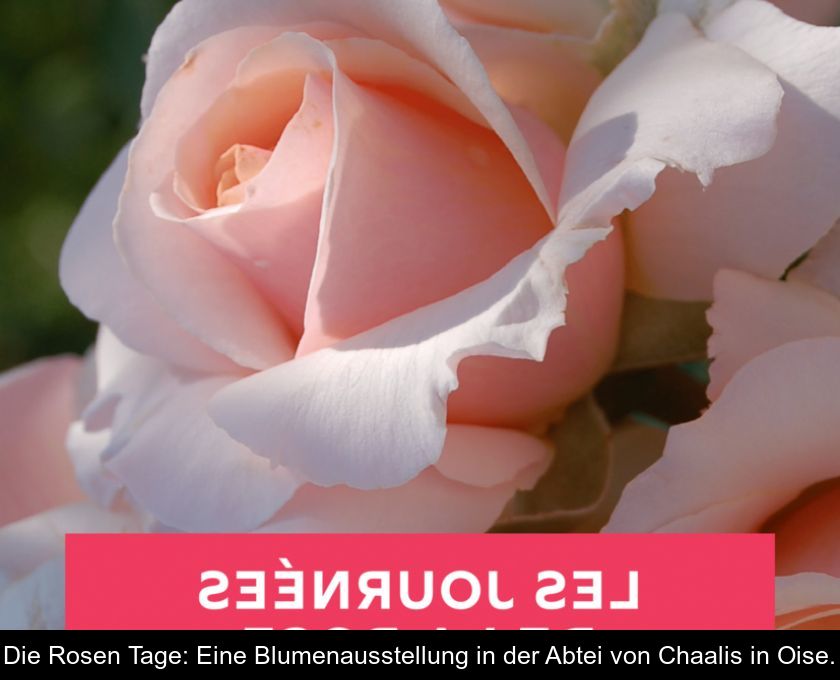 Die Rosen Tage: Eine Blumenausstellung In Der Abtei Von Chaalis In Oise.