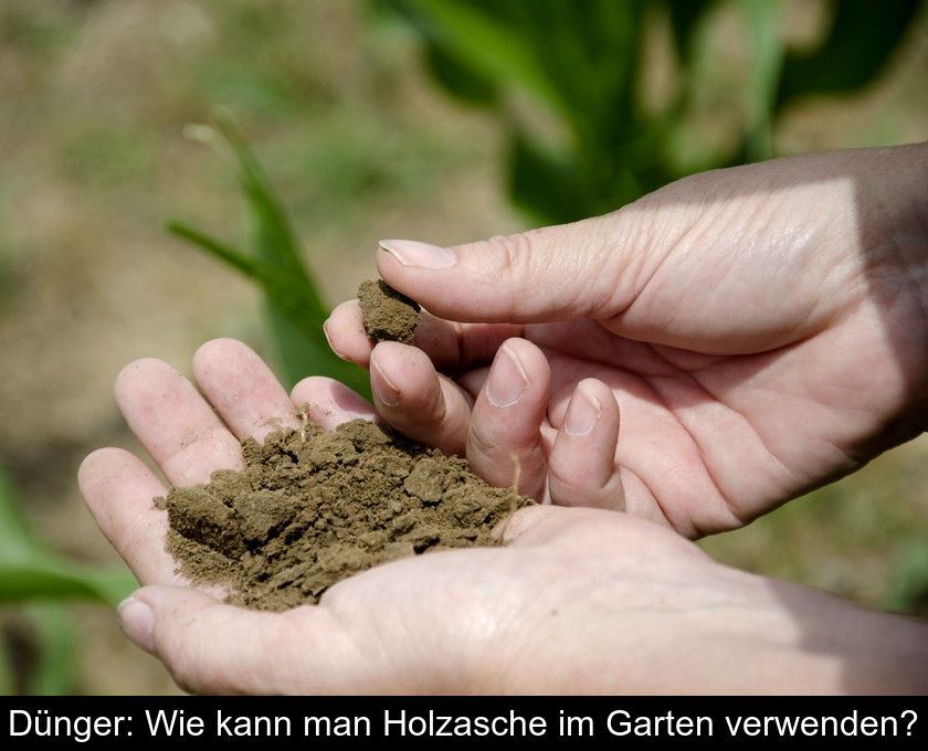Dünger: Wie Kann Man Holzasche Im Garten Verwenden?