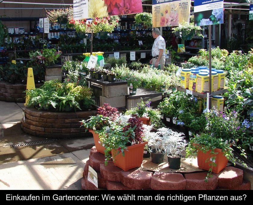 Einkaufen Im Gartencenter: Wie Wählt Man Die Richtigen Pflanzen Aus?