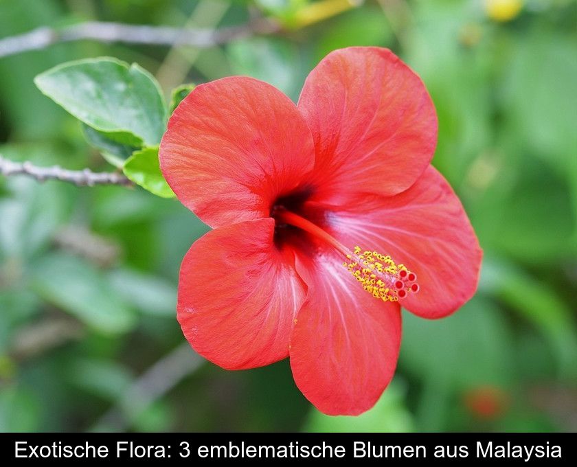 Exotische Flora: 3 Emblematische Blumen Aus Malaysia