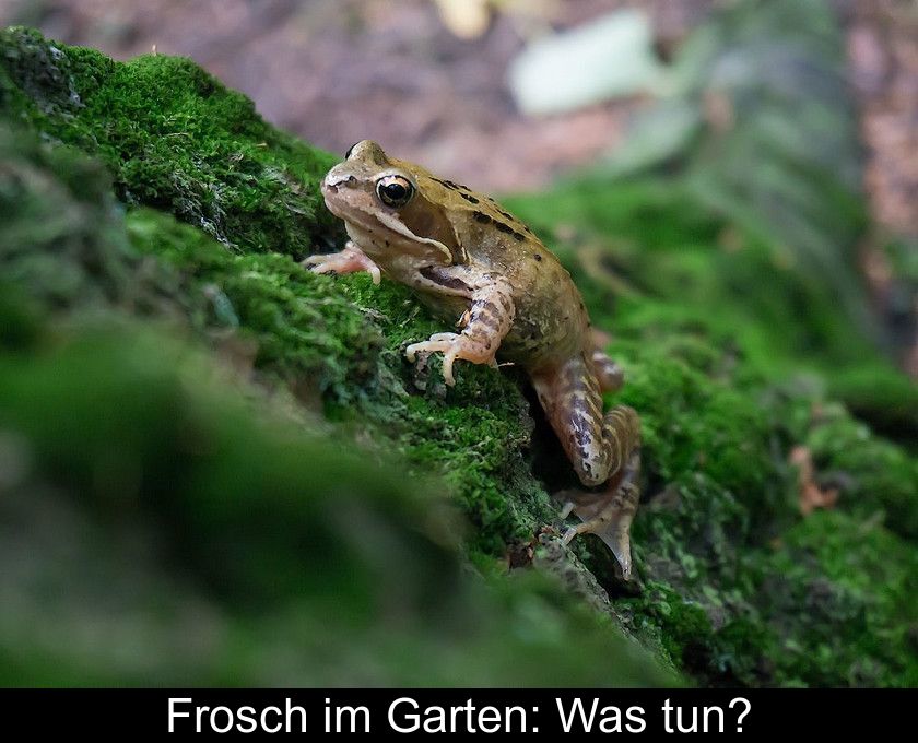 Frosch Im Garten: Was Tun?