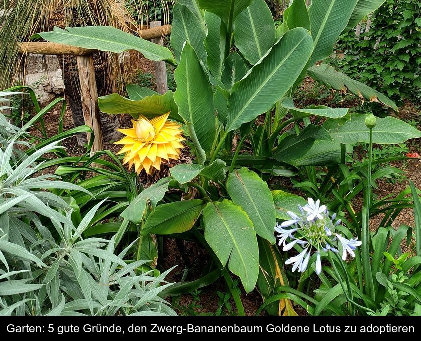 Garten: 5 Gute Gründe, Den Zwerg-bananenbaum Goldene Lotus Zu Adoptieren