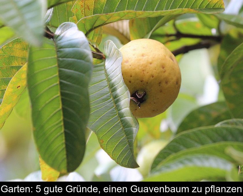 Garten: 5 Gute Gründe, Einen Guavenbaum Zu Pflanzen