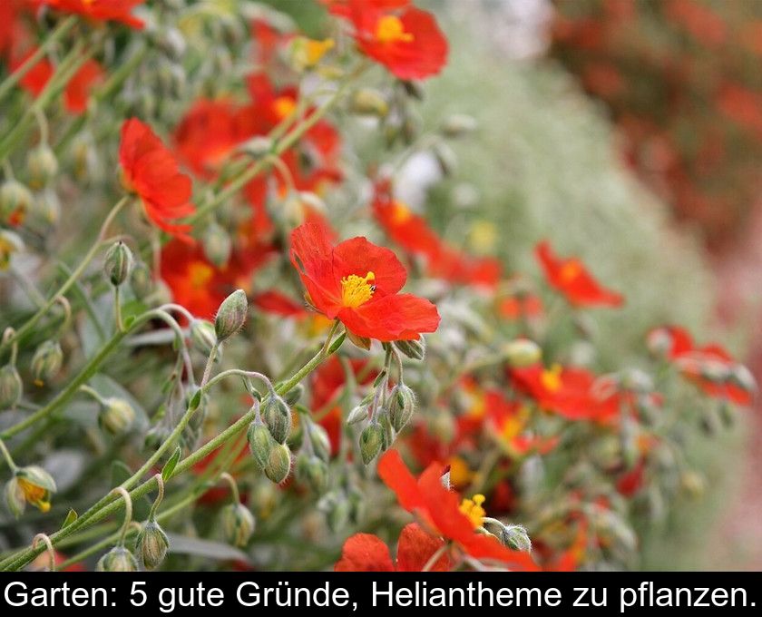 Garten: 5 Gute Gründe, Heliantheme Zu Pflanzen.