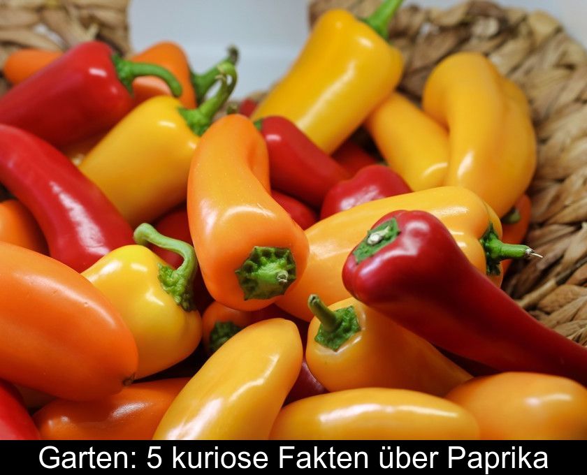 Garten: 5 Kuriose Fakten über Paprika