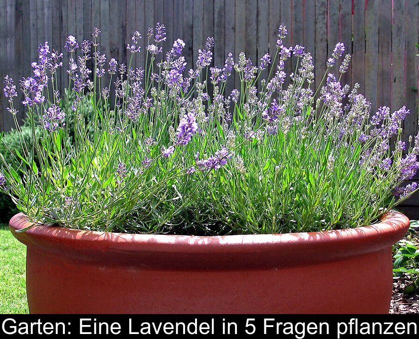 Garten: Eine Lavendel In 5 Fragen Pflanzen