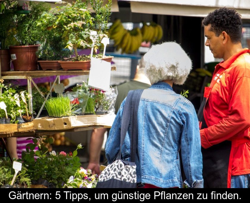 Gärtnern: 5 Tipps, Um Günstige Pflanzen Zu Finden.