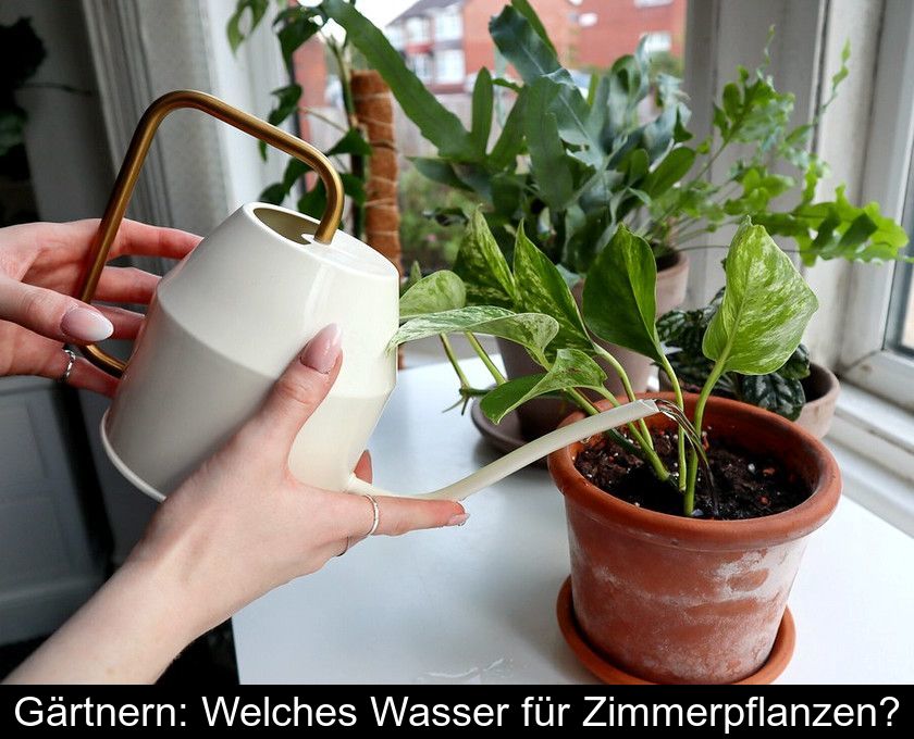 Gärtnern: Welches Wasser Für Zimmerpflanzen?
