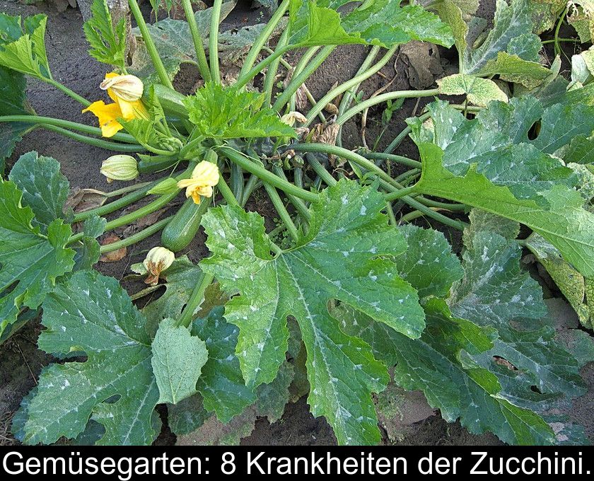 Gemüsegarten: 8 Krankheiten Der Zucchini.
