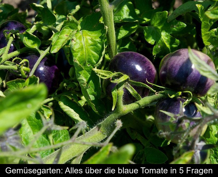 Gemüsegarten: Alles über Die Blaue Tomate In 5 Fragen