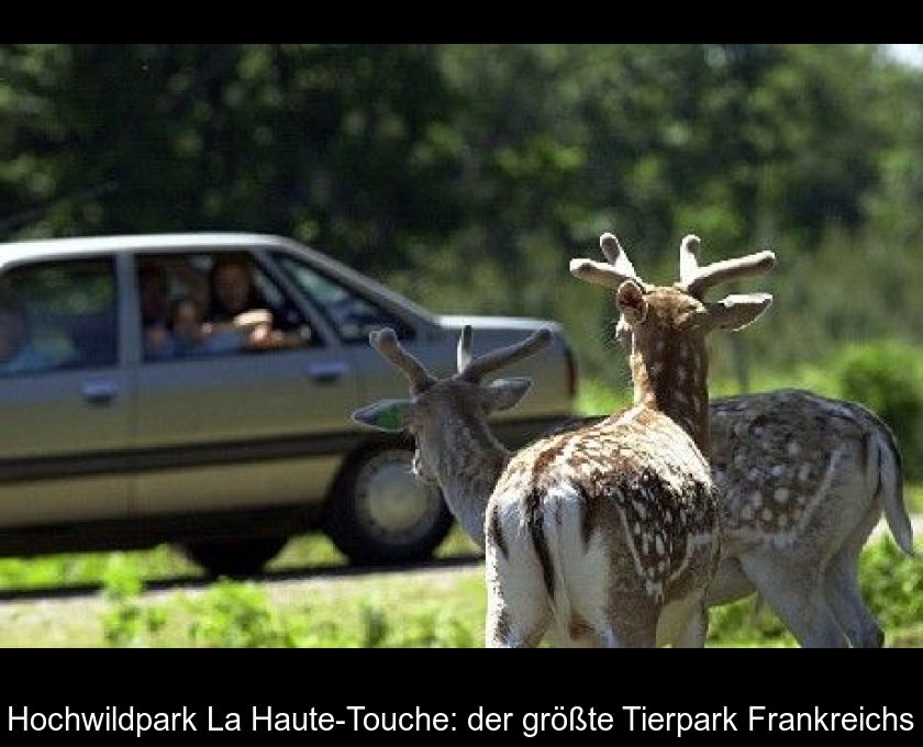 Hochwildpark La Haute-touche: Der Größte Tierpark Frankreichs