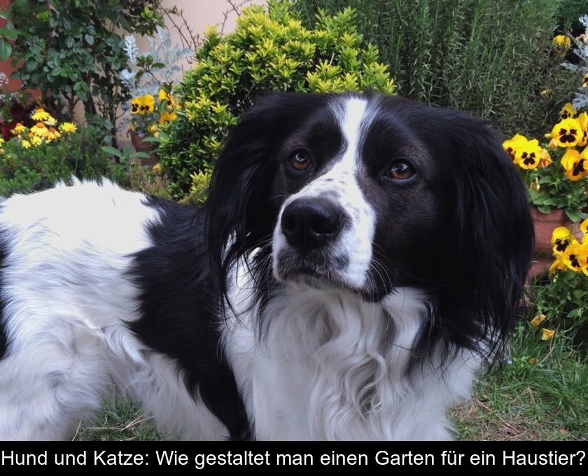 Hund Und Katze: Wie Gestaltet Man Einen Garten Für Ein Haustier?