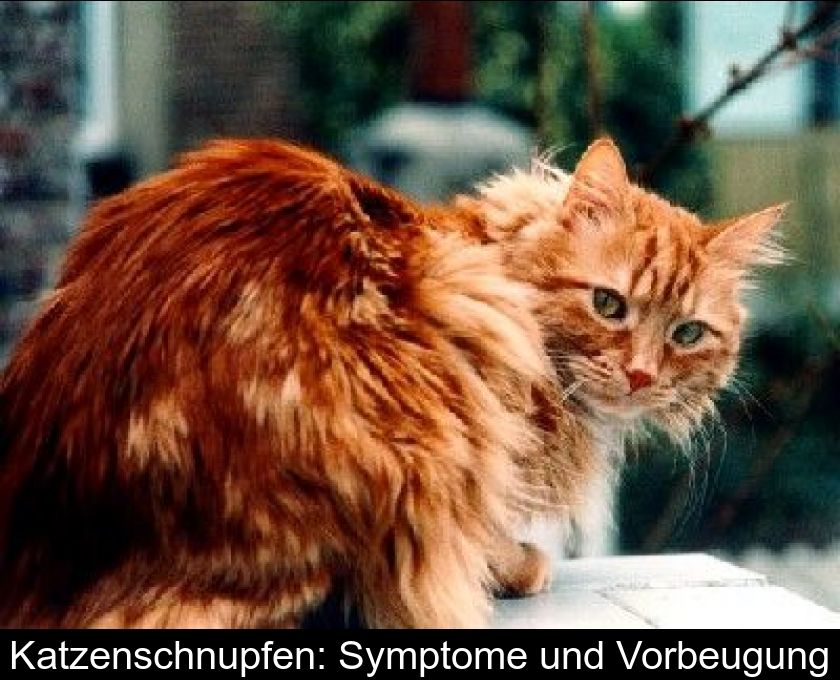 Katzenschnupfen: Symptome Und Vorbeugung