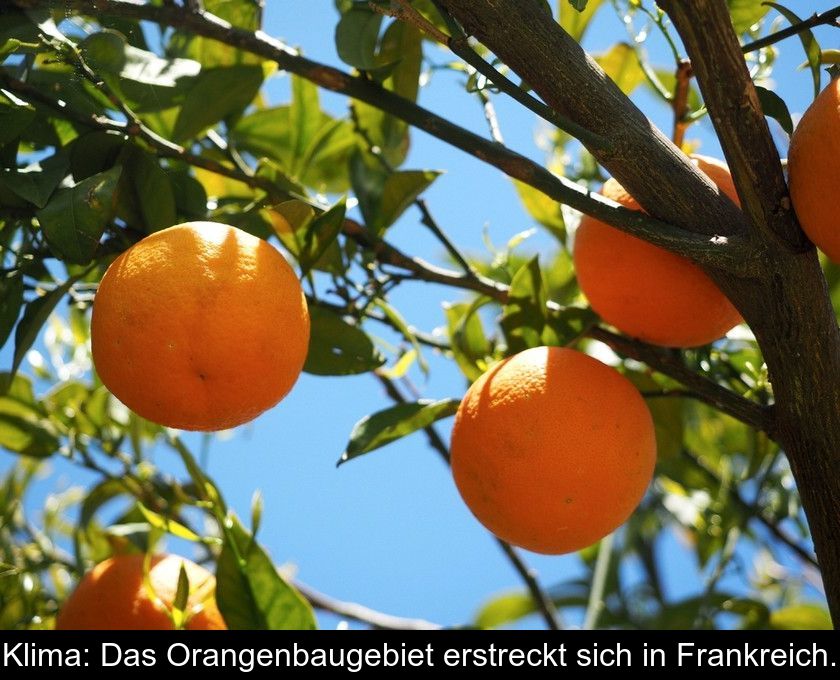 Klima: Das Orangenbaugebiet Erstreckt Sich In Frankreich.