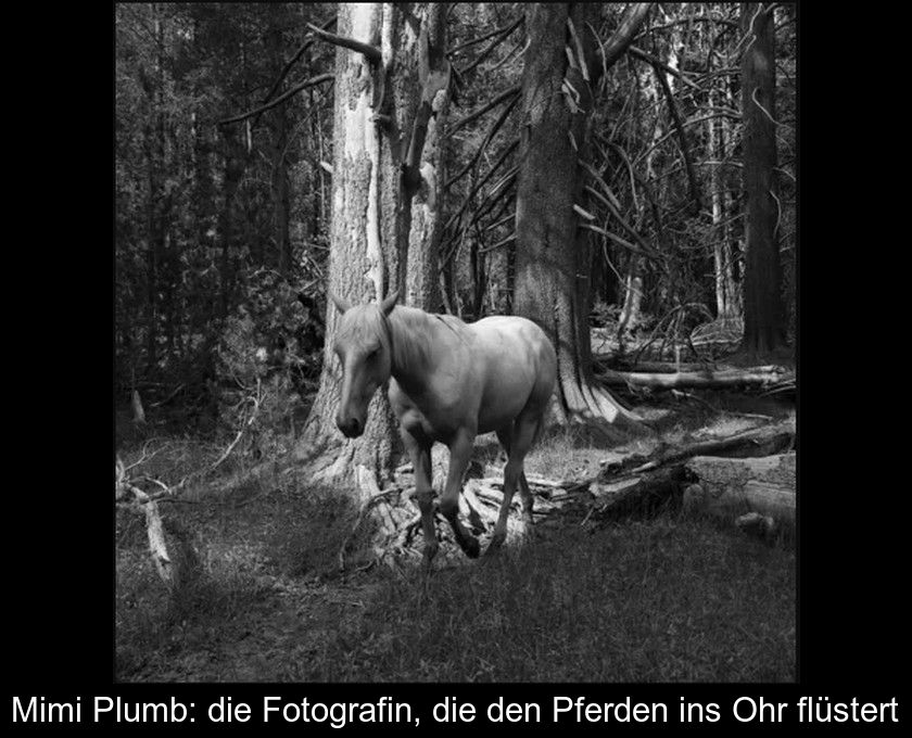 Mimi Plumb: Die Fotografin, Die Den Pferden Ins Ohr Flüstert