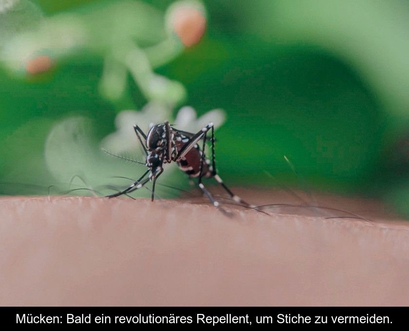 Mücken: Bald Ein Revolutionäres Repellent, Um Stiche Zu Vermeiden.