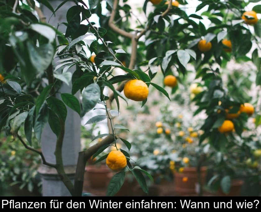 Pflanzen Für Den Winter Einfahren: Wann Und Wie?