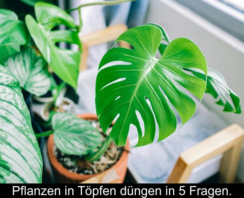 Pflanzen In Töpfen Düngen In 5 Fragen.