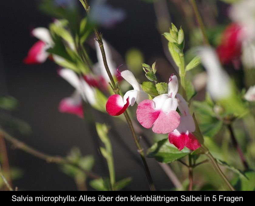 Salvia Microphylla: Alles über Den Kleinblättrigen Salbei In 5 Fragen