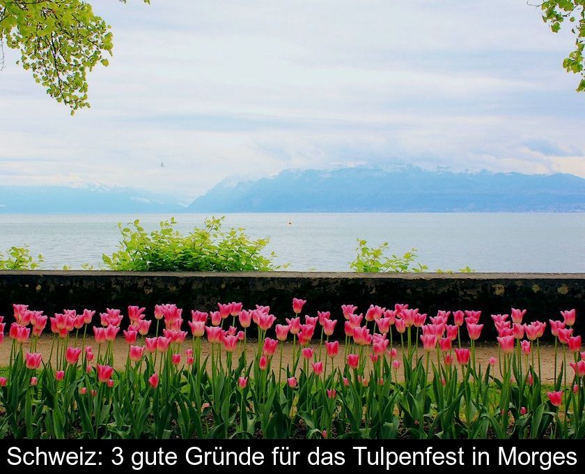 Schweiz: 3 Gute Gründe Für Das Tulpenfest In Morges