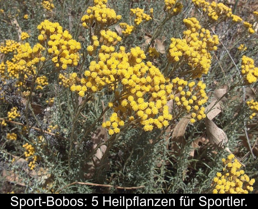 Sport-bobos: 5 Heilpflanzen Für Sportler.