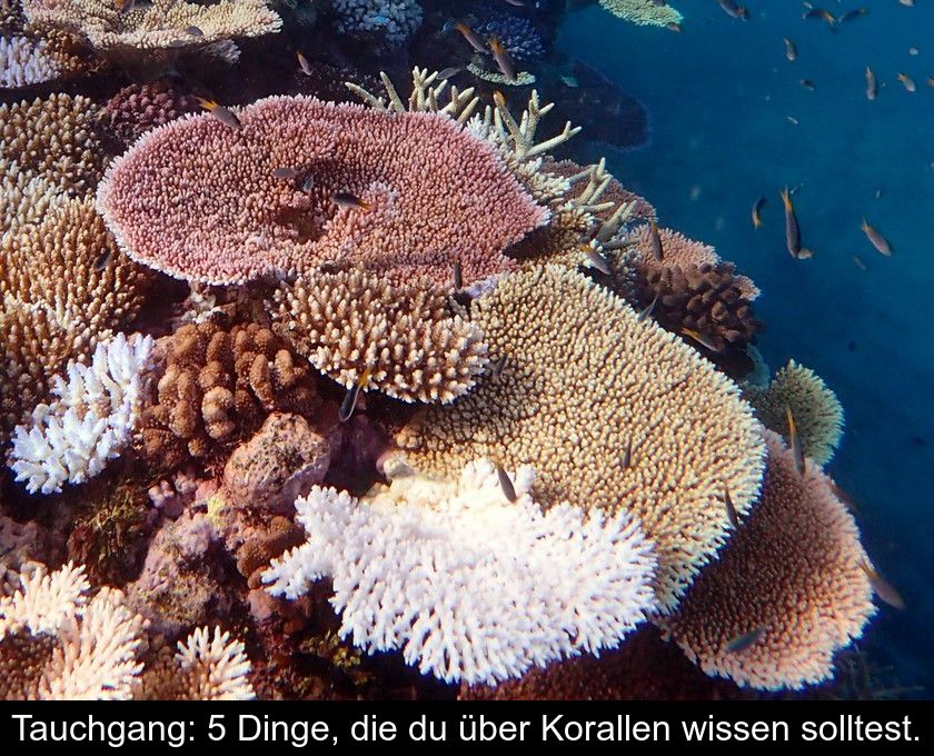 Tauchgang: 5 Dinge, Die Du über Korallen Wissen Solltest.