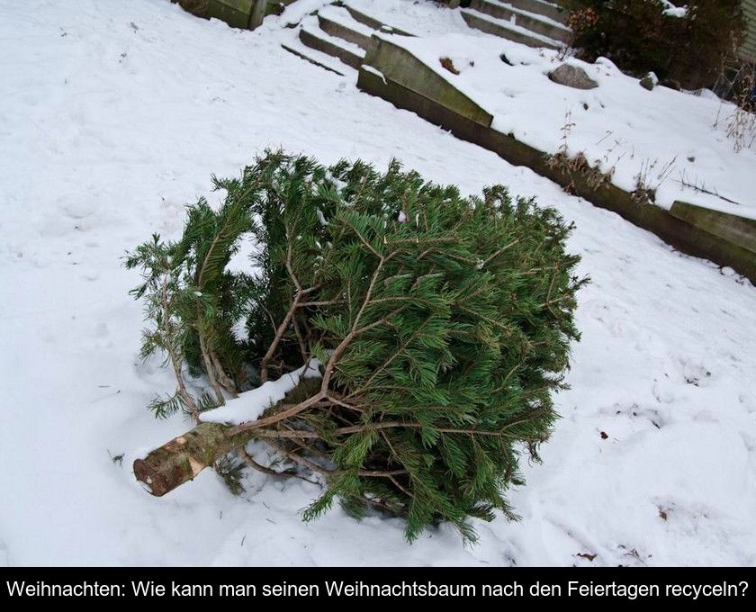Weihnachten: Wie Kann Man Seinen Weihnachtsbaum Nach Den Feiertagen Recyceln?