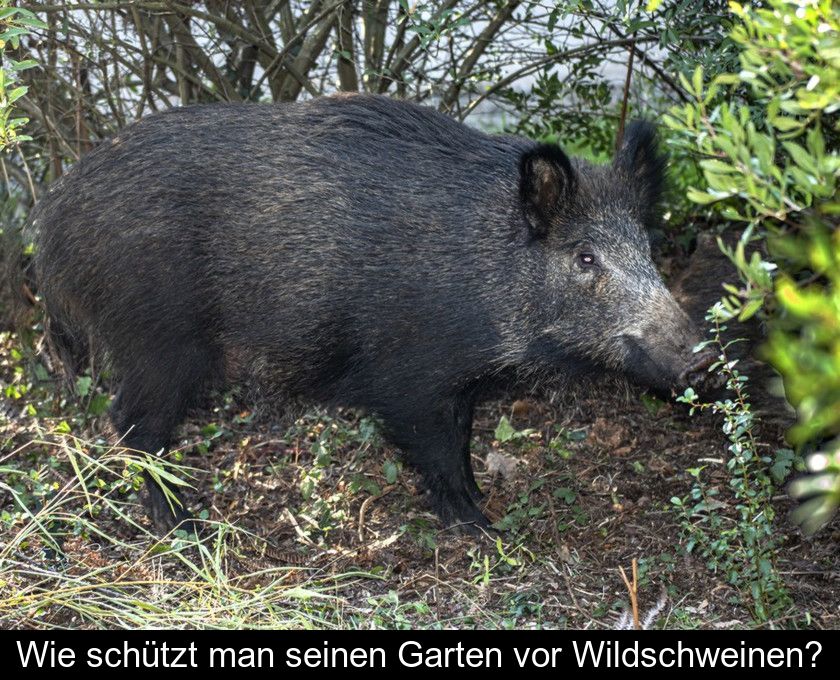 Wie Schützt Man Seinen Garten Vor Wildschweinen?