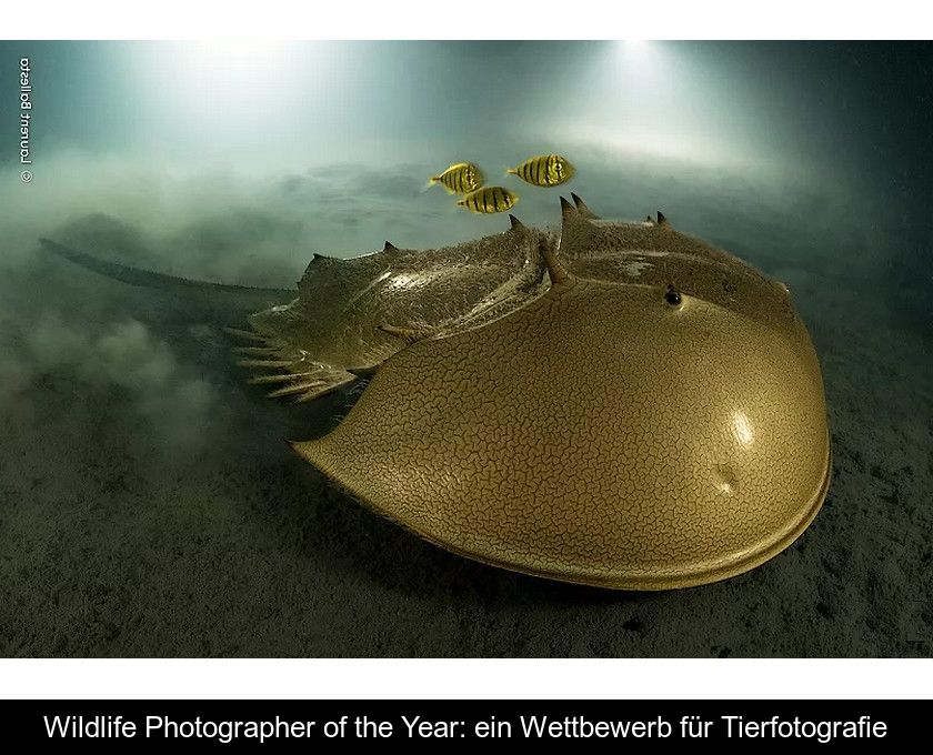 Wildlife Photographer Of The Year: Ein Wettbewerb Für Tierfotografie