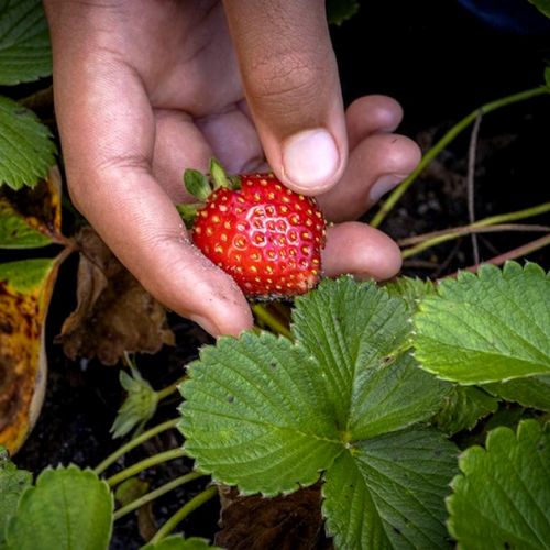 Anbau von Erdbeeren in 7 Fragen
