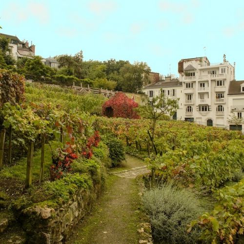 Das Montmartre-Weinfest: ein geselliges Treffen